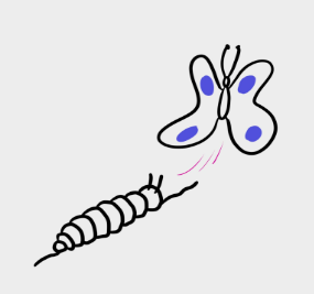 line drawing of caterpillar and blue-winged butterfly