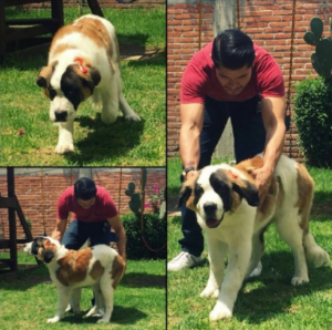 photo collage of author with his St. Bernard