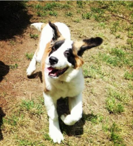 photograph of a St. Bernard puppy bounding toward the camera, ears flying back